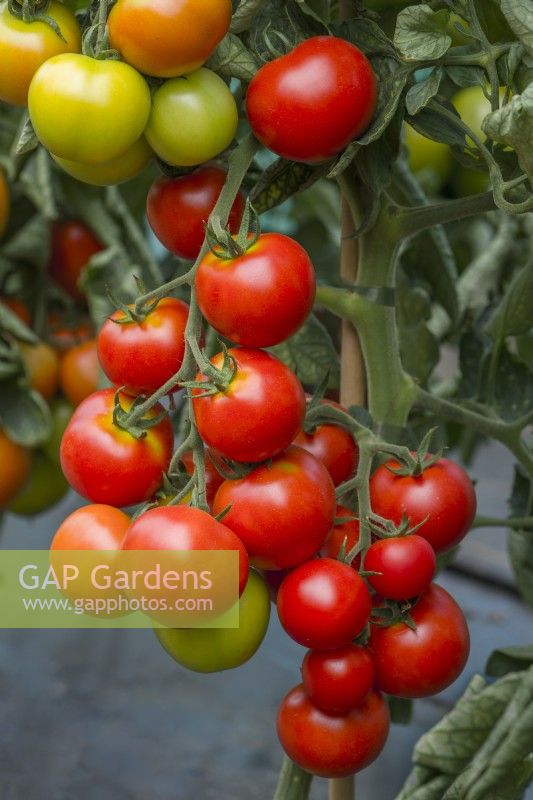 Tomato 'Pannovy F1'. Trusses of ripe fruits. August.