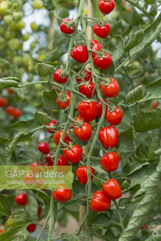 Tomato 'Jahodo F1'. Trusses of heart-shaped ripe fruits. August.