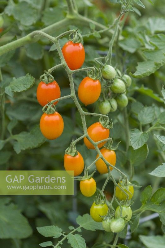 Tomato 'Orangello F1'. Ripe mini plum type fruits growing outdoors. August.