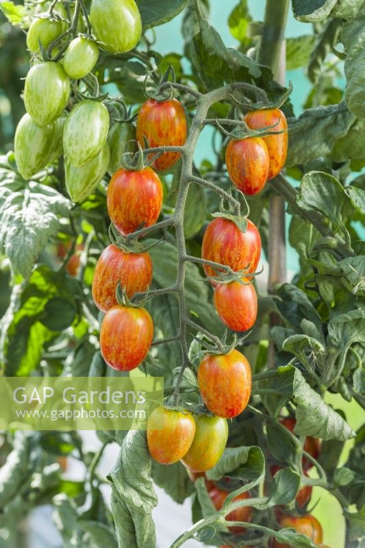 Tomato 'Red Torch F1'. Trusses of ripe, oblong-shaped, striped fruits. August.
