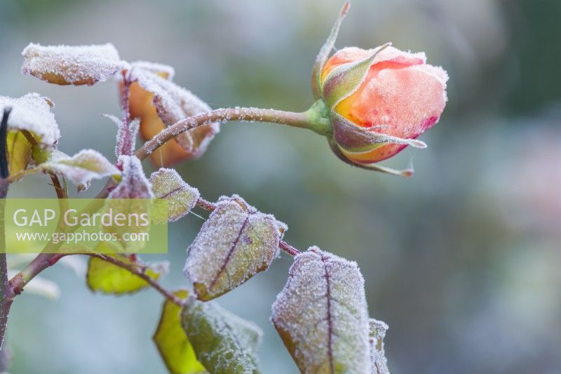 Closeup of bud and bronze foliage of 'Rosa 'Lady Emma Hamilton' in December with dusting of frost. English rose.