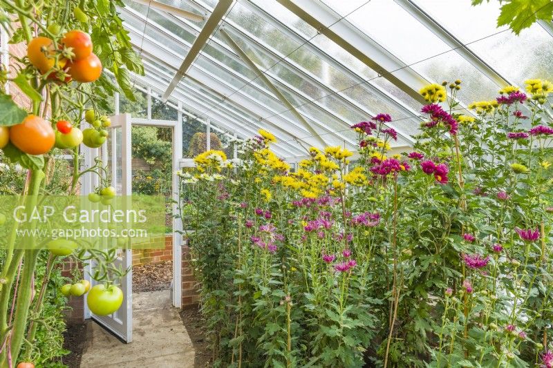 View inside Victorian style Alitex aluminium leanto greenhouse filled with chrysanthemums in flower and tomatoes against wall. October.