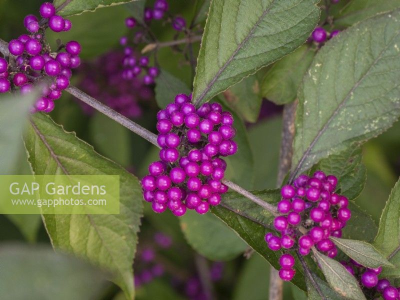 Callicarpa bodinieri purple berries in early autumn