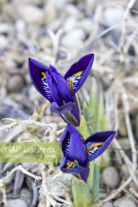 Iris reticulata 'Pixie' - January