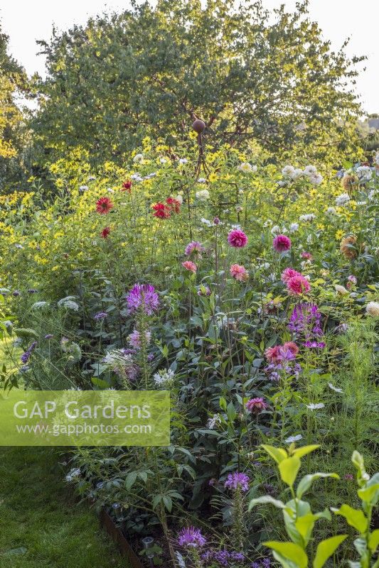 Borders of dahlias with annuals including Cleome