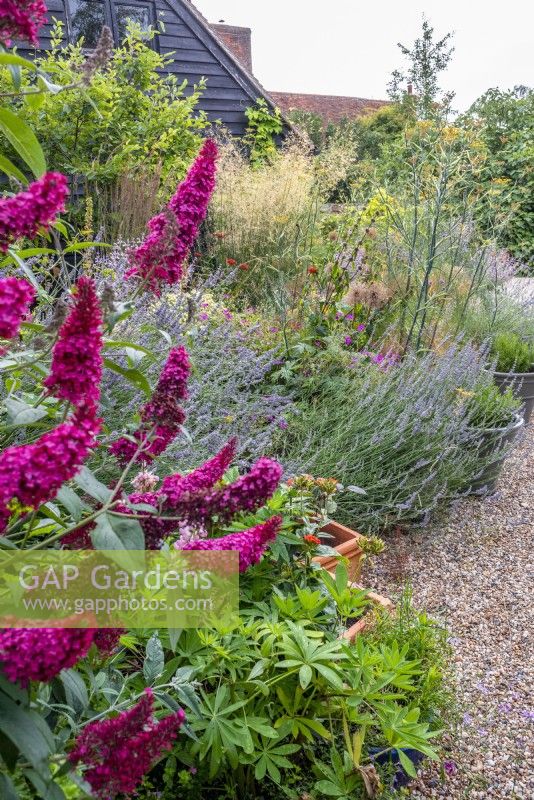 Naturalistic mixed border within gravelled area. Plants include:-Lychnis chalcedonica; Foeniculum vulgare; Geranium 'Anne Folkard'; Salvia sclarea; Lavandula; Stipa gigantea and Allium seedheads and Buddleja 'Prince Charming' in foreground