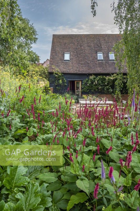 Back garden of black barn wtih terrace and seating and border of Perscaria amplexicaulis 'Firetail' and Veronicastrum Virginicum 'Fascination'