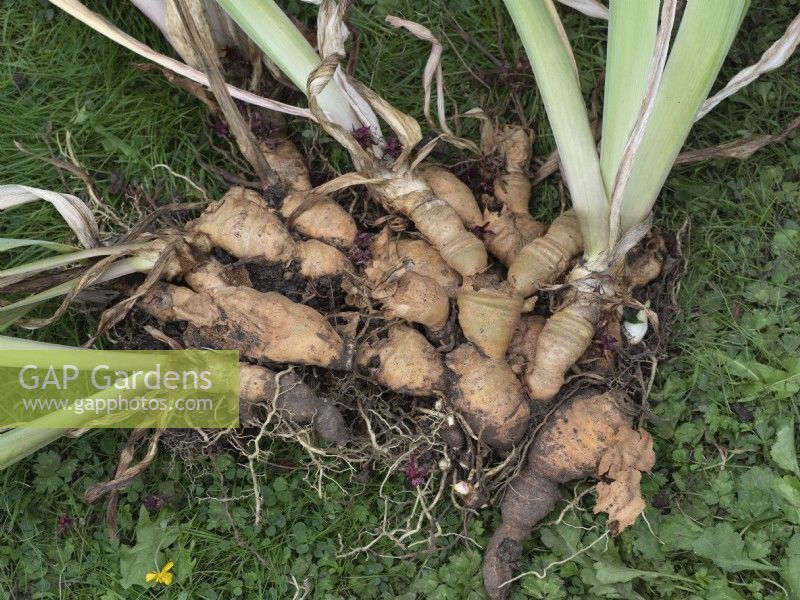 Lift and divide bearded iris rhizomes - lifted clump showing old spent rhizomes with new side off shoots