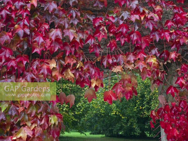 Entrance to garden with Parthenocissus quinquefolia - Virginia Creeper on house wall 