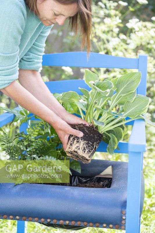 Woman planting Hostas in chair container