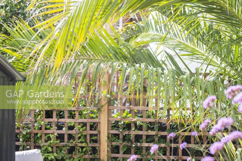Large palm leaves overhanging in garden