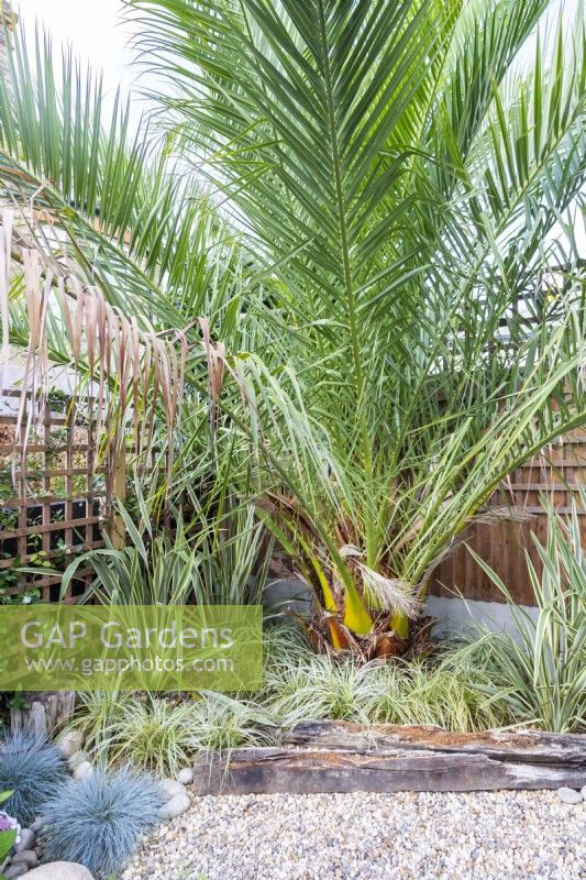 Large palm tree in garden corner underplanted with Phormiums and ornamental grasses