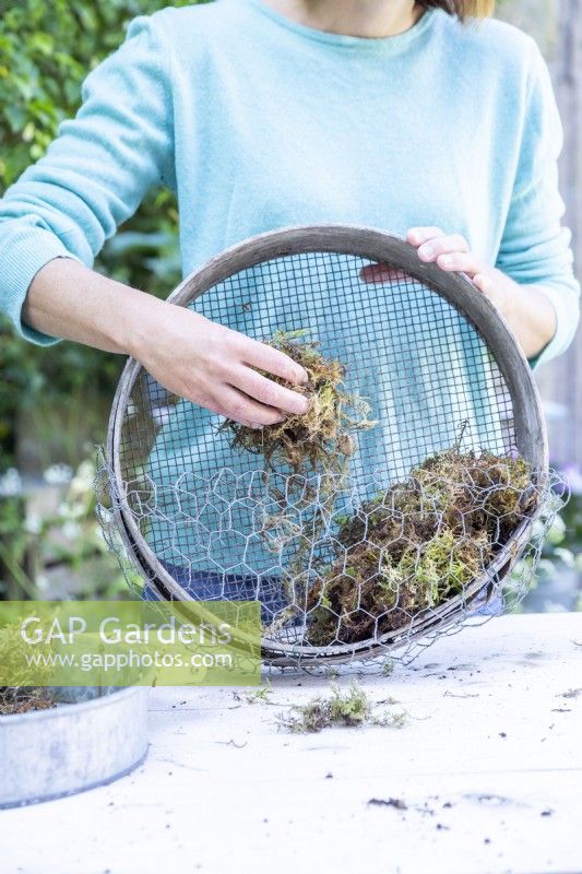 Woman placing moss in compost sieve