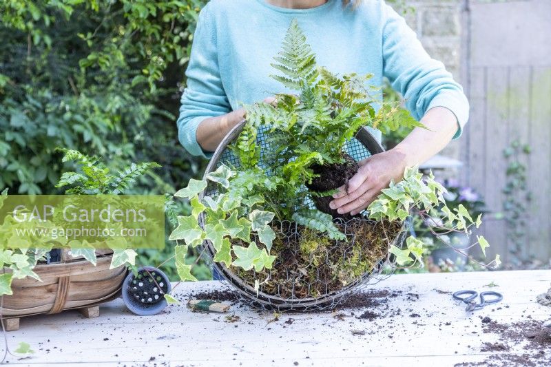 Woman planting ferns in compost sieve