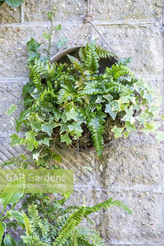 Ferns and Ivy planted in hanging compost sieve