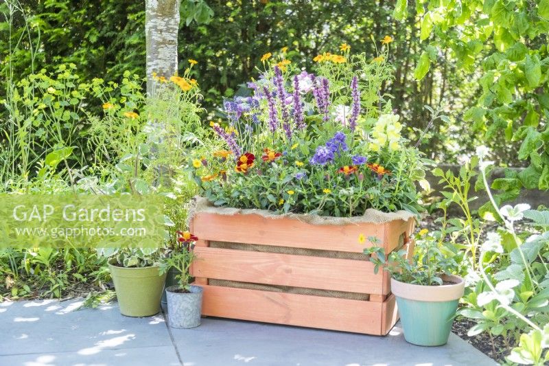 Orange painted wooden crate planted with Lavender 'Hidcote', Salvia 'Sensation Pink', Tagetes 'Tangerine', Sanvitalia 'Safari', Nemesia 'Myrtille', Marigold 'Disco Red' and Antirrhinum 'Sonnet Yellow'