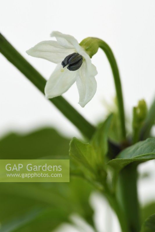 Capsicum annuum  'Basket of Fire'  Chilli pepper flower  F1 Hybrid  June