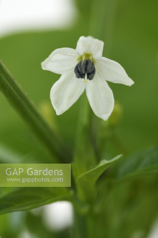 Capsicum annuum  'Basket of Fire'  Chilli pepper flower  F1 Hybrid  June
