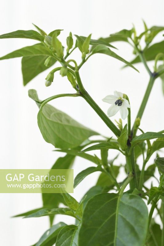 Capsicum annuum  'Basket of Fire'  Chilli pepper flower and buds  F1 Hybrid  June