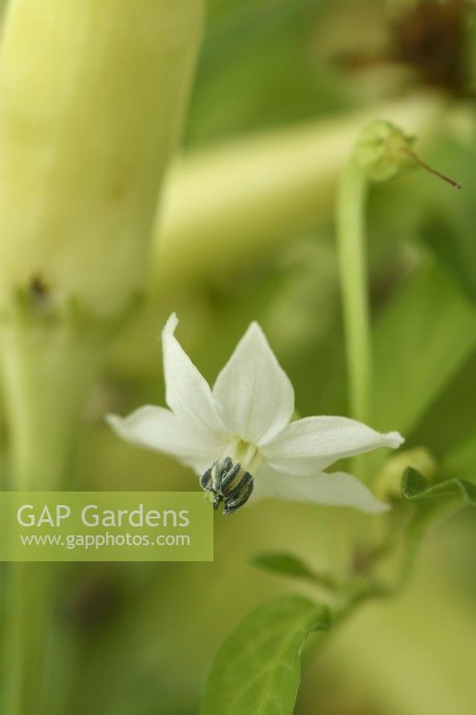 Capsicum annuum  'Basket of Fire'  Chilli pepper flower  F1 Hybrid  July