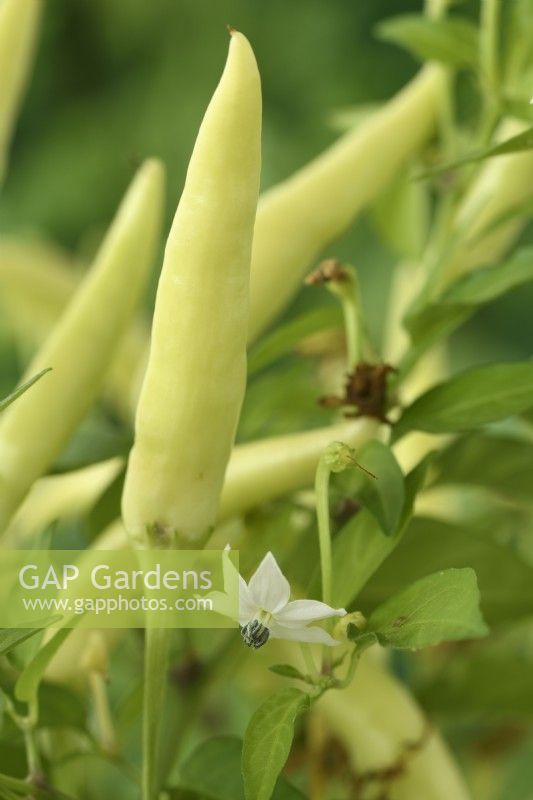Capsicum annuum  'Basket of Fire'  Chilli pepper flower and fruit  F1 Hybrid  July
