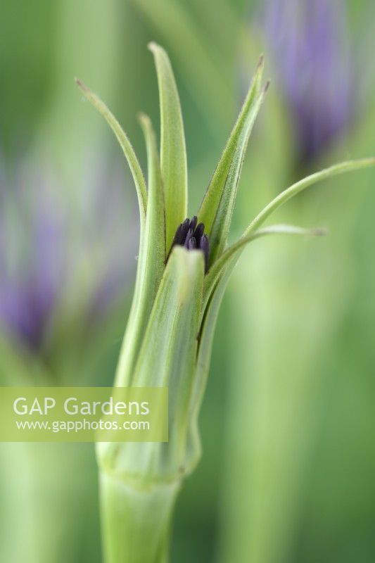 Tragopogon porrifolius  Salsify flower starting to open  June