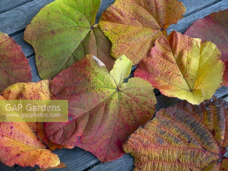 Fallen leaves of Vitis coignetiae - Crimson Glory Vine in autumn  mid October