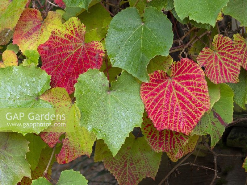 leaves of Vitis coignetiae - Crimson Glory Vine in autumn  October