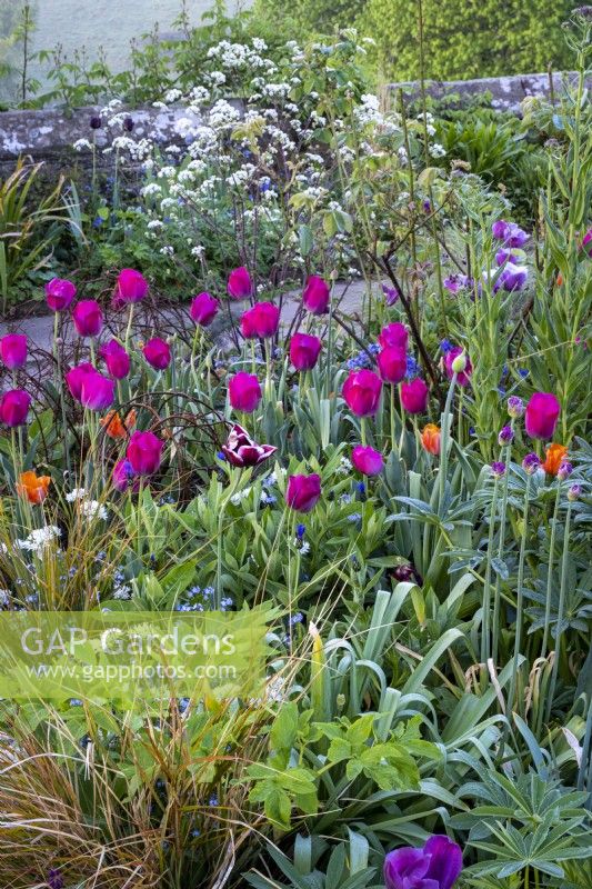 Tulipa 'Negrita' and Anthriscus sylvestris 'Ravenswing'  in spring borders in cottage garden