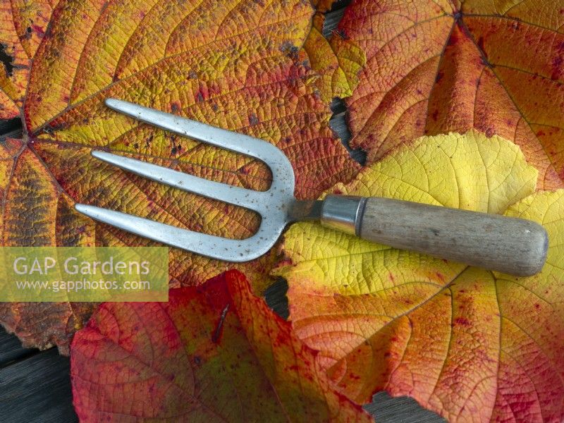 Hand fork and leaves of Vitis coignetiae - Crimson Glory Vine in autumn  mid october