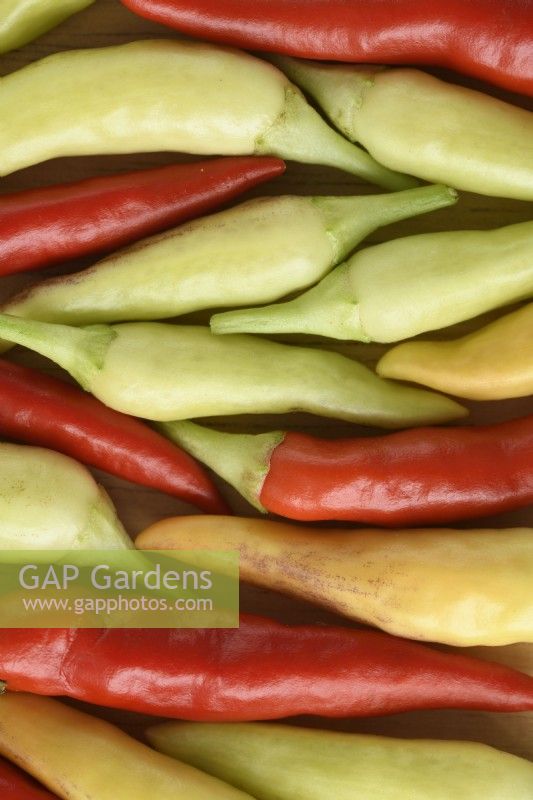 Capsicum annuum  'Basket of Fire'  Picked Chilli peppers  F1 Hybrid  September