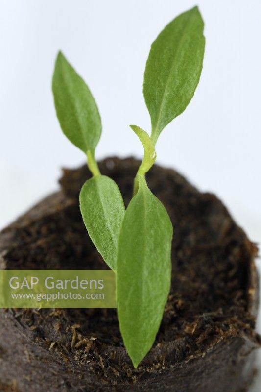 Capsicum annuum  'Basket of Fire'  Chilli pepper seedlings in peat plug  F1 Hybrid  March
