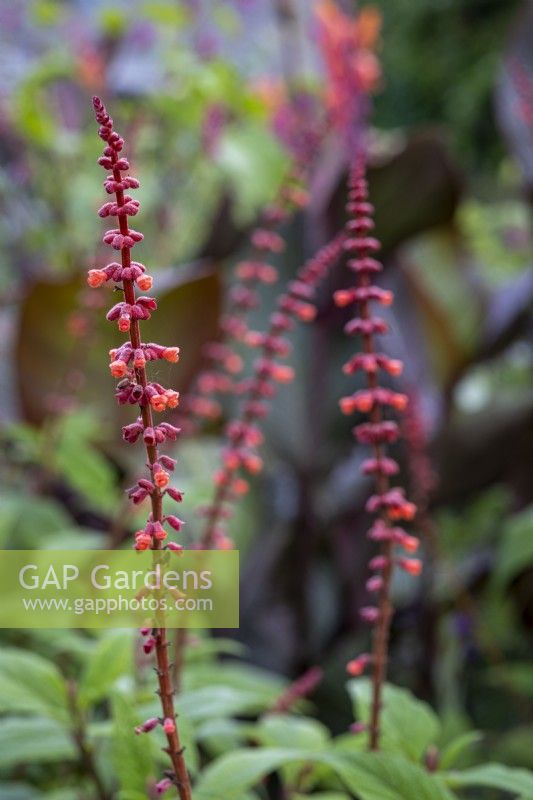 Salvia confertiflora, Red Velvet Sage