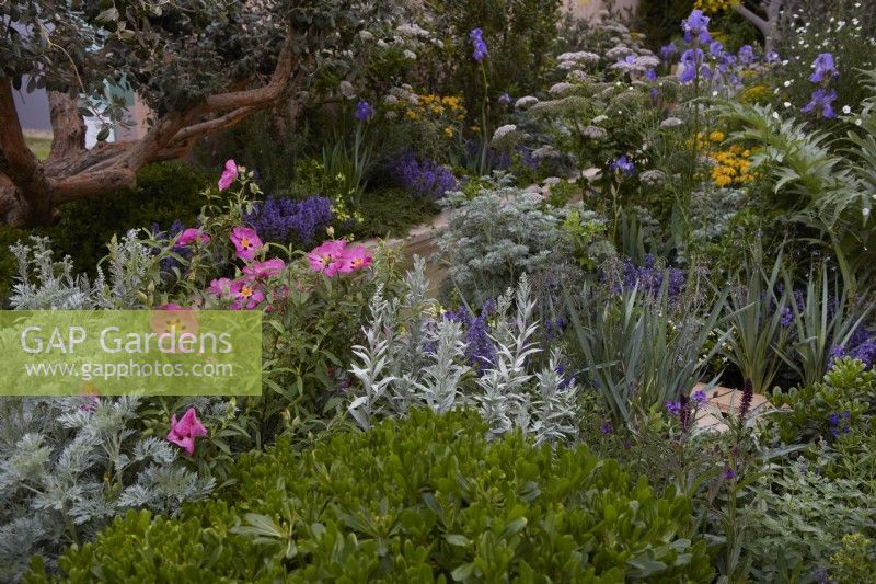 Hamptons Mediterranean Garden. Designer: by Filippos Dester.  RHS Chelsea Flower Show 2023. Plants include Cistus and Artemisia. Summer.