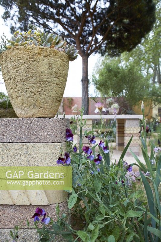 The Nurture Landscapes Garden. Designer: Sarah Price. Chelsea Flower Show. Gold Medal. A garden using low carbon materials.
Echeveria glauca 'Silver Lining' growing in a hand-made planter with sweet-peas below.