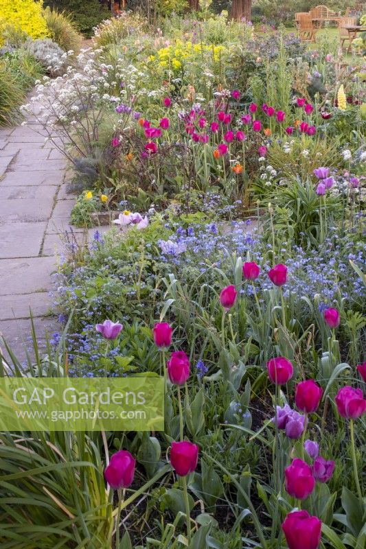 Tulipa 'Negrita' and 'Blue Amiable' amongst Forget me Nots  in spring borders at Gravetye Manor