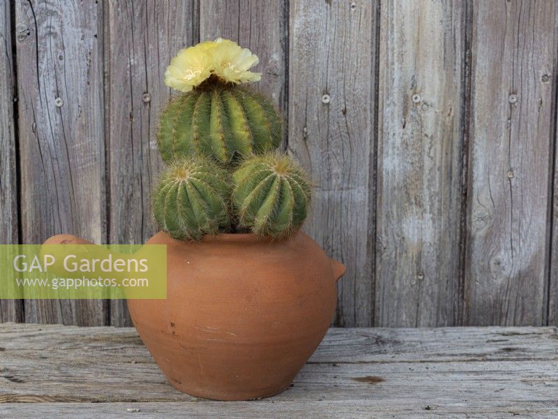 Parodia magnifica - Balloon cactus with yellow flowers on top in terracotta cooking pot container