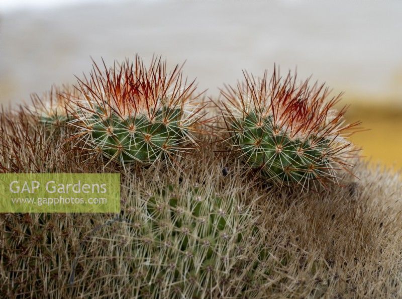 Mammillaria spinosissima with two young plantlets