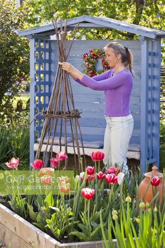 Woman making a cane teepee for sweet peas.