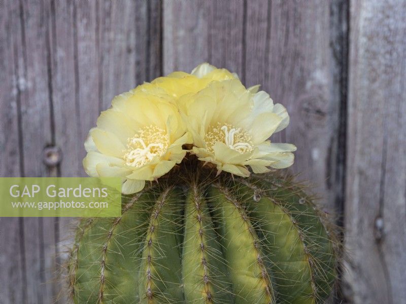 Parodia magnifica - Balloon cactus with yellow flowers on top