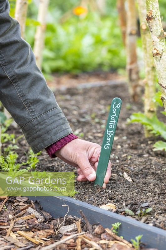 Woman placing label next to where the beans have been planted