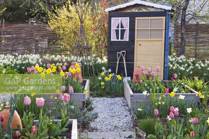 Garden shed and raised beds full of tulips and daffodils.