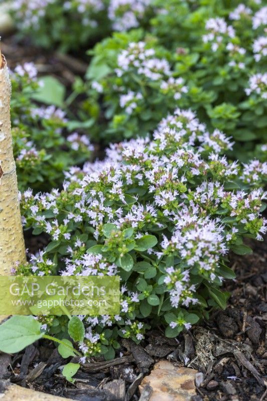 Marjoram planted in section of a large herb wheel