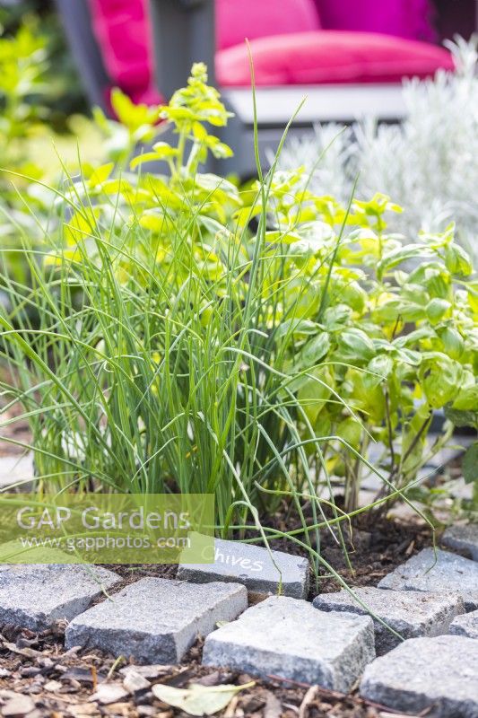 Chives and Basil planted in herb square
