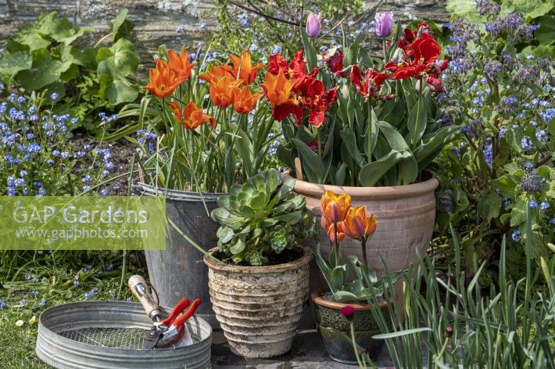 Spring containers with Tulipa 'Princess Irene', 'Ballerina' and Aeoniums