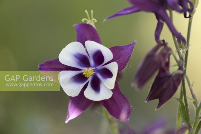 Aquilegia Early Bird Purple and White flower. Close up. Selective focus. June.
