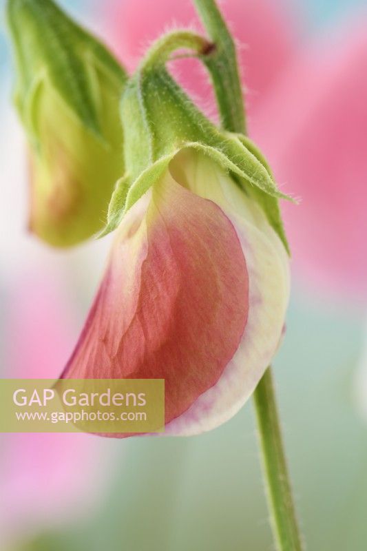 Lathyrus odoratus  'Painted Lady'  Sweet pea flower starting to open  June