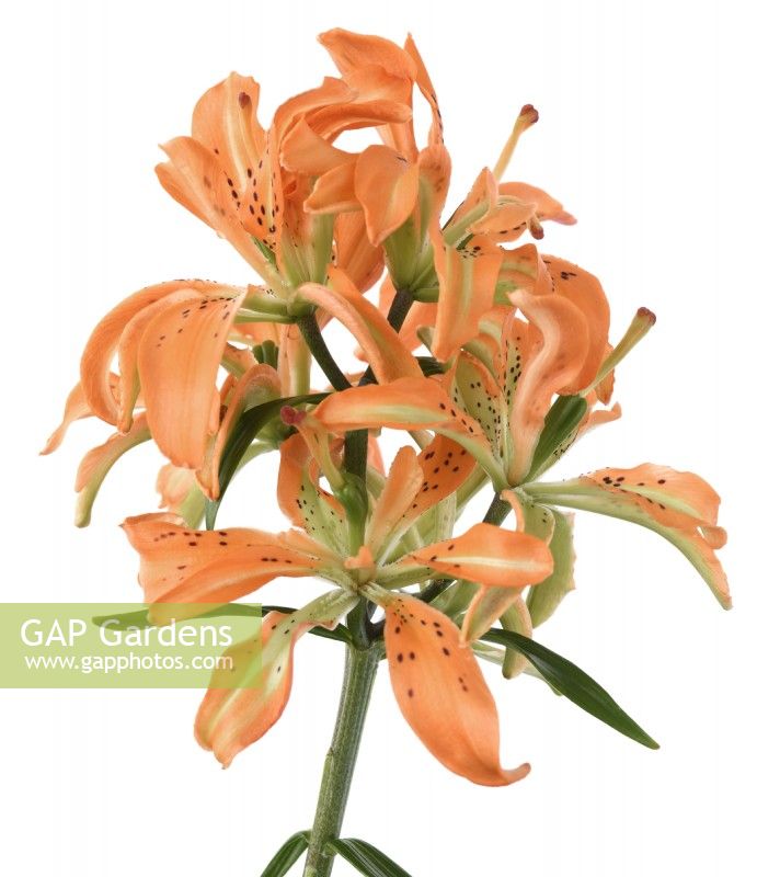 Lilium  'Must See'  pollen-free free Asiatic hybrid lily  June