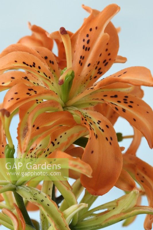 Lilium  'Must See'  Double pollen-free Asiatic hybrid lily  June