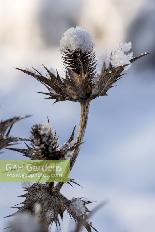 A detail of Eryngium, sea holly, seed heads in snow in snow
